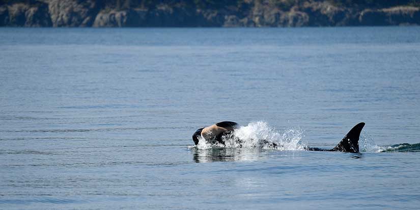 Once again, an endangered orca in Washington state is seen carrying a dead calf