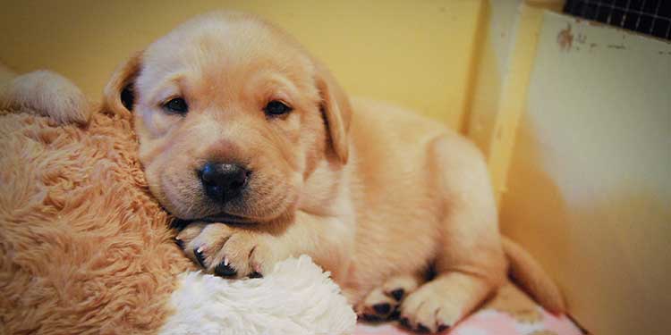 Overload of puppy cuteness for Richmond volunteers