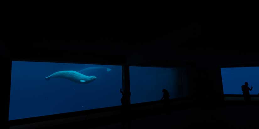 Ottawa, Ontario urge each other to help Marineland's belugas amid euthanasia threat
