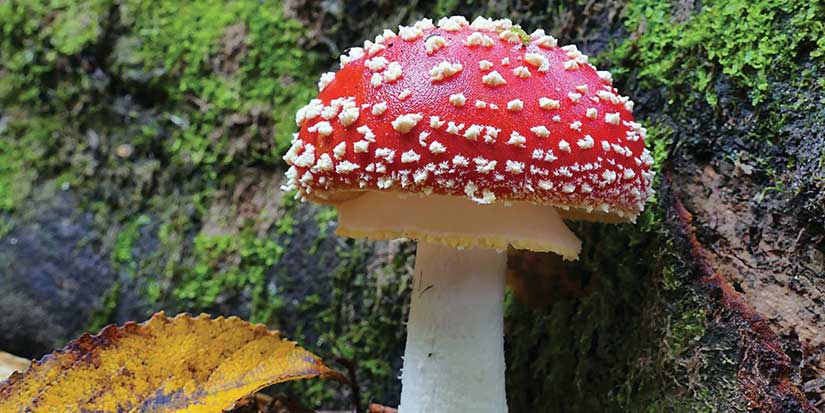 BC’s Marvellous Mushrooms travelling exhibit