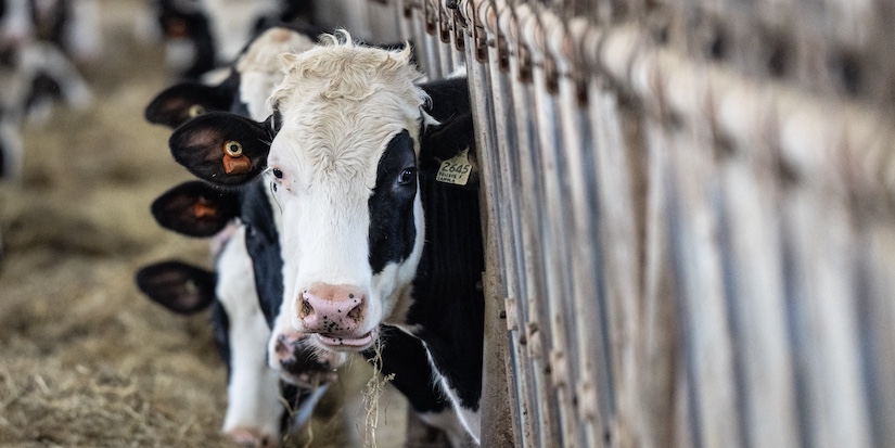 PM says Ottawa is 'loyal' to supply management system protecting dairy sector