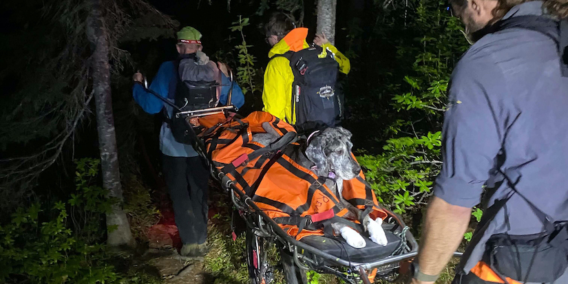Great Dane stretchered off mountain near Revelstoke, B.C., in unusual rescue