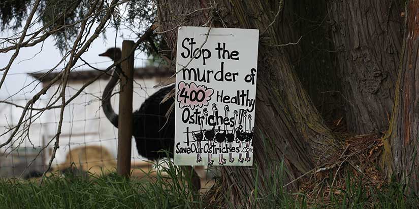 RCMP says helicopters buzzing B.C. ostrich farm are unrelated to cull