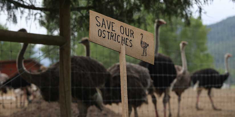 RCMP escort CFIA to execute search warrant on B.C. ostrich farm