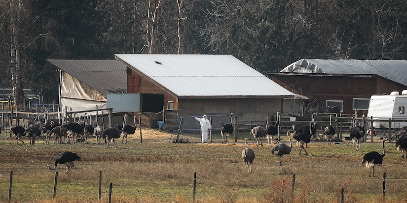 CFIA official tells of threats and harassment that dogged ostrich cull operation