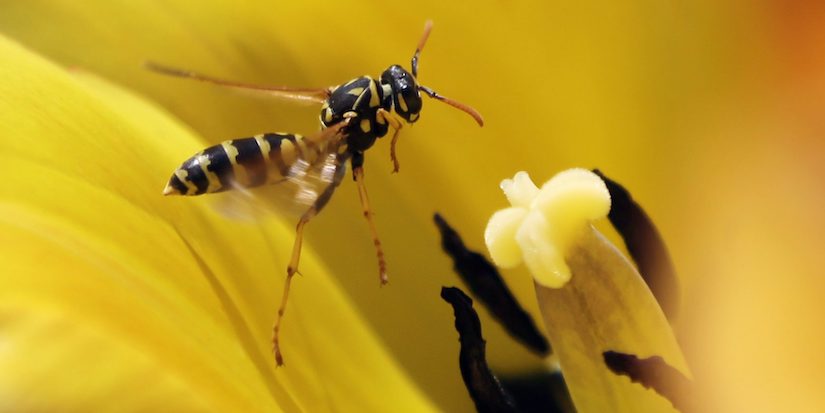 Helicopter rescue for B.C. climber stung by wasps 100 times
