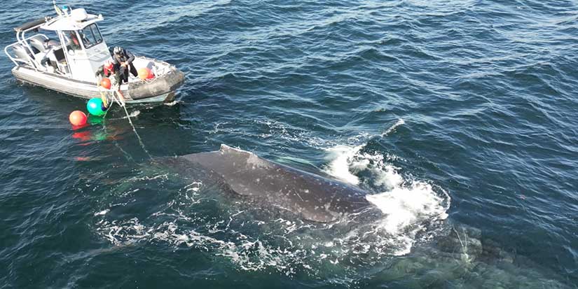 Crew unravels humpback whale from rope and fishing gear off B.C.'s coast