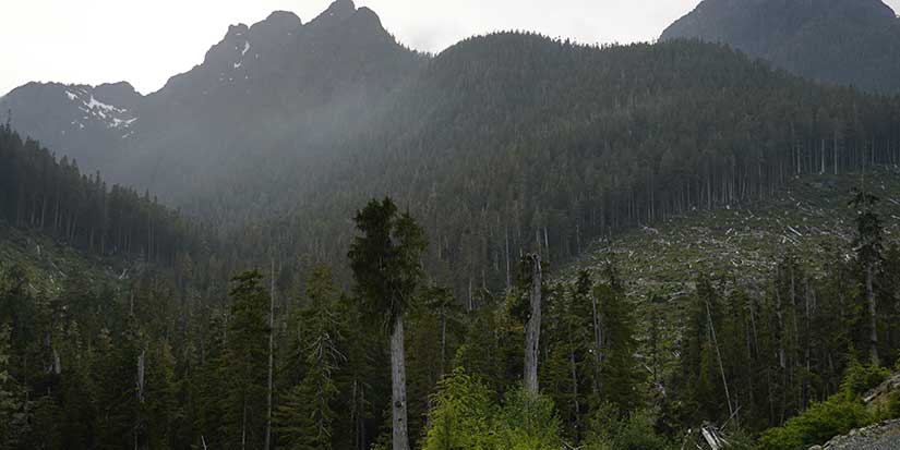Lichen, logging, land rights: Complex forces play out in fate of ancient B.C. forest