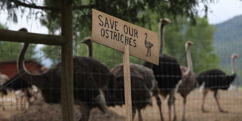 'Very low odds': Top court expert says B.C. ostrich case will struggle to get hearing
